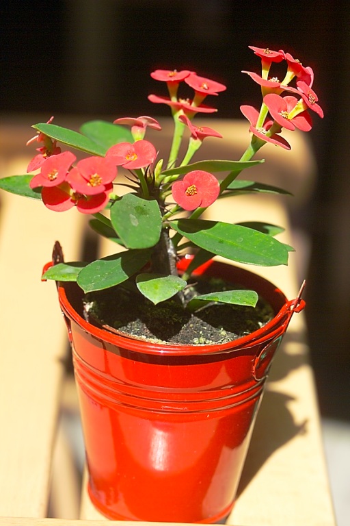 Euphorbia_Milii