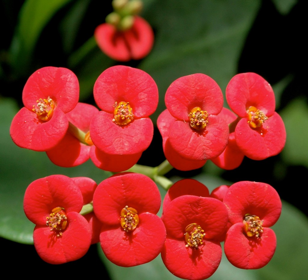 Euphorbia_Milii