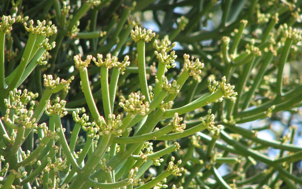 Euphorbia_Tirucalli-m