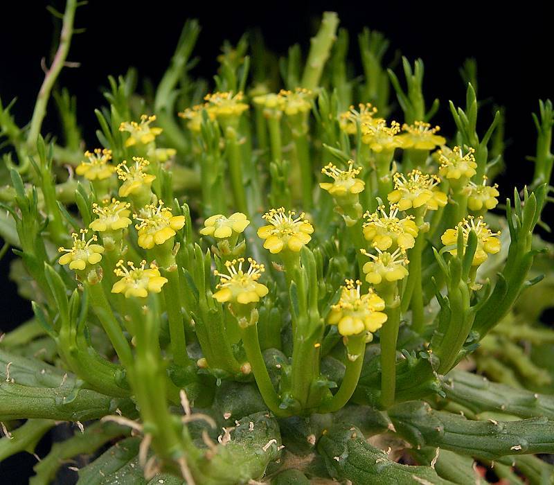 Euphorbia_flanaganii