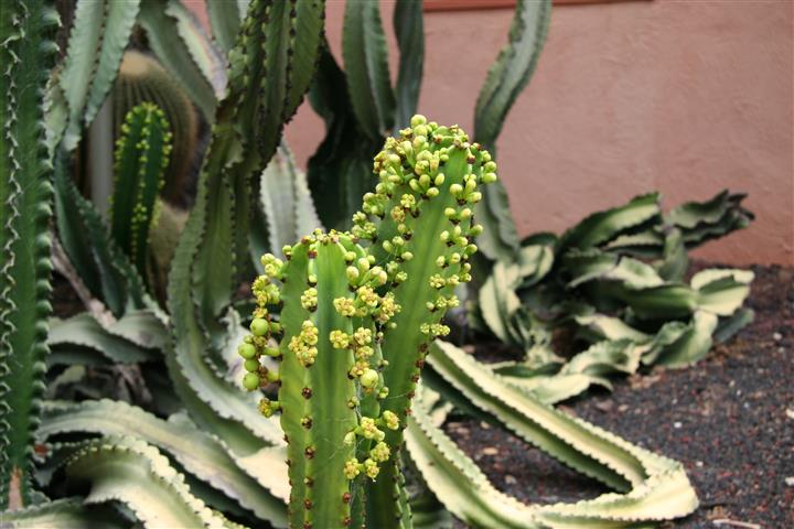 Euphorbia_ingens_(2)