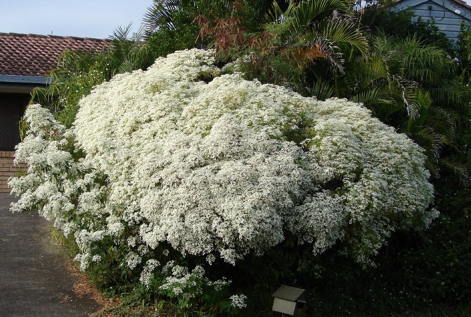 Euphorbia_leucocephala_2