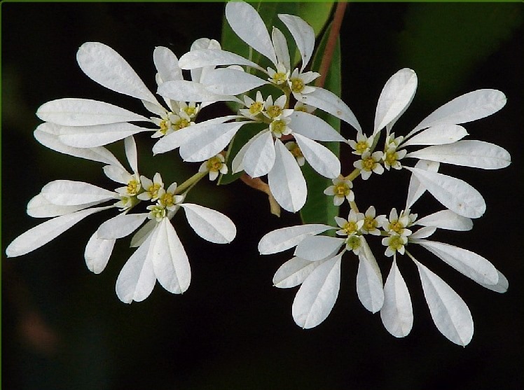 Euphorbia_leucocephala_3