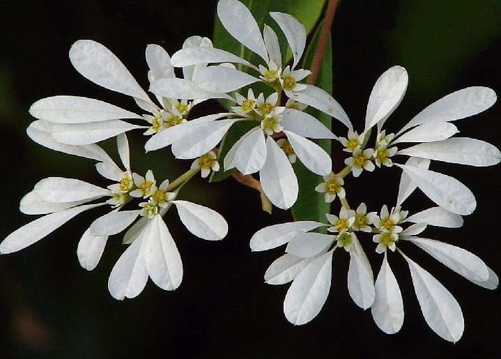 Euphorbia_leucocephala_3