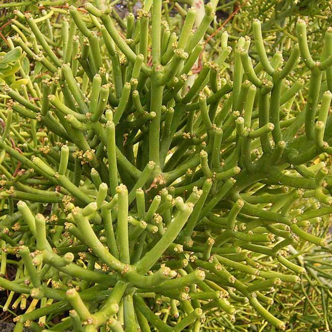 Euphorbia_tirucalli