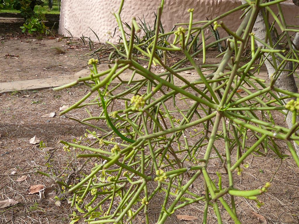 Euphorbia_tirucalli