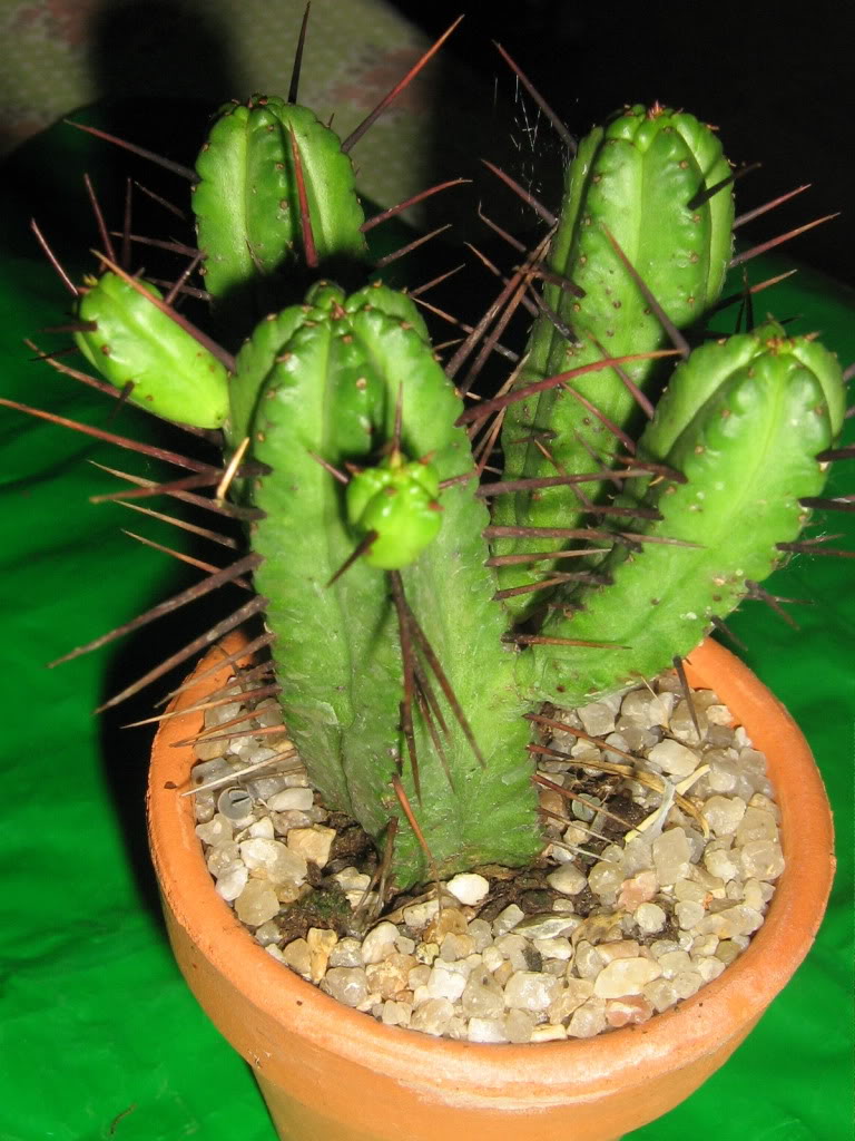 Euphorbiahorrida