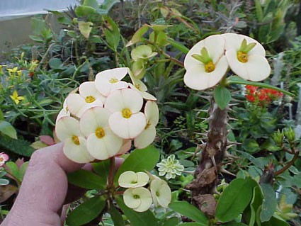 Euphrobia_Whisters2-