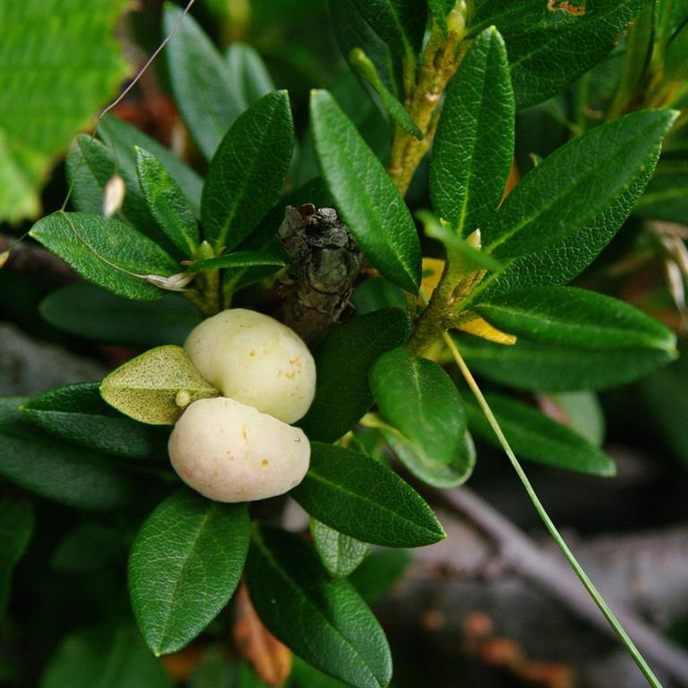 Exobadidium rhododentri 