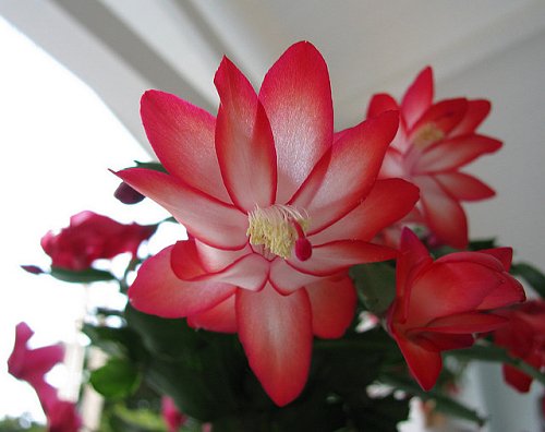 Flor-de-maio vermelha
