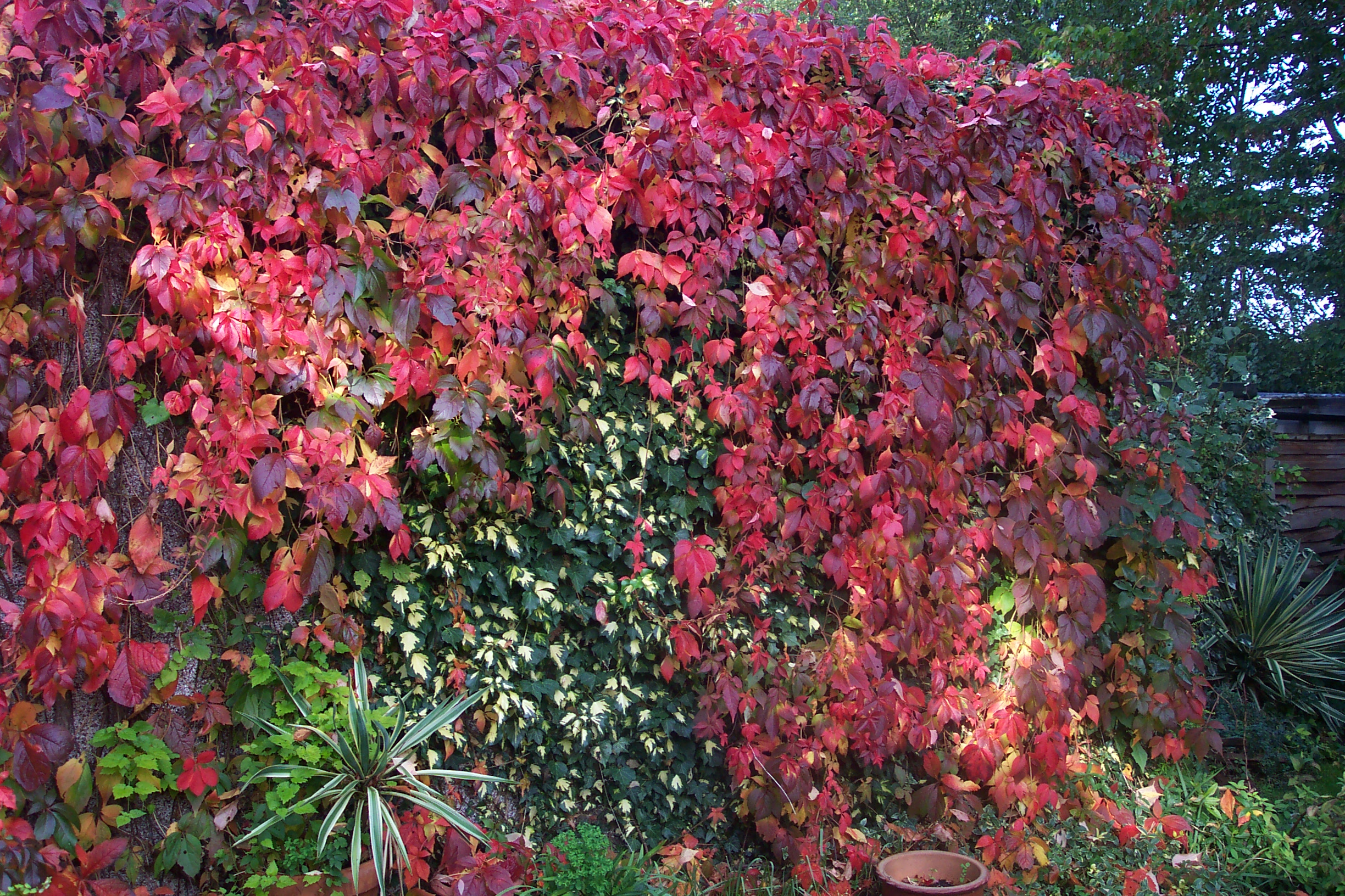 Falsa-vinha (Parthenocissus quinquefolia