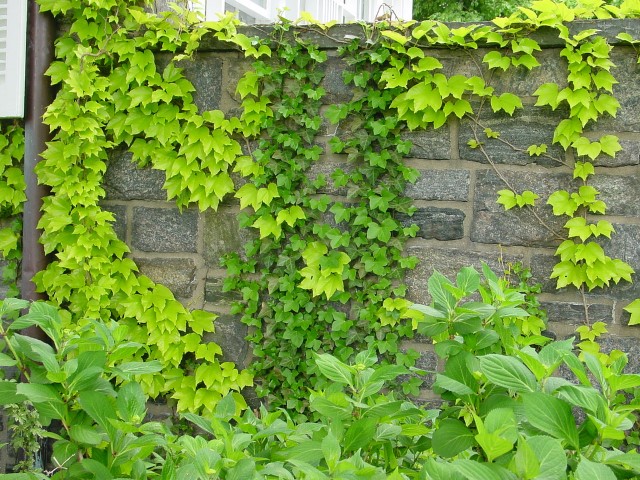 Falsa vinha (Parthenocissus tricuspidata)