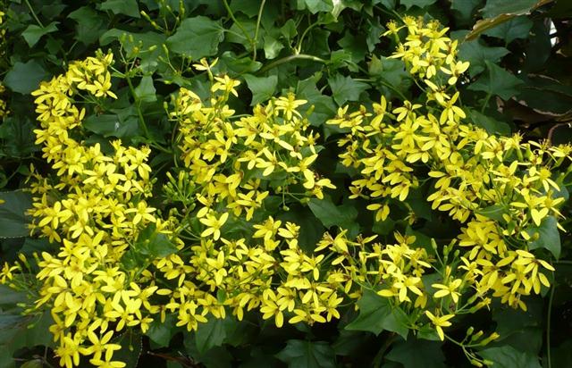 Falsa-vinha - senecio-mikanioides