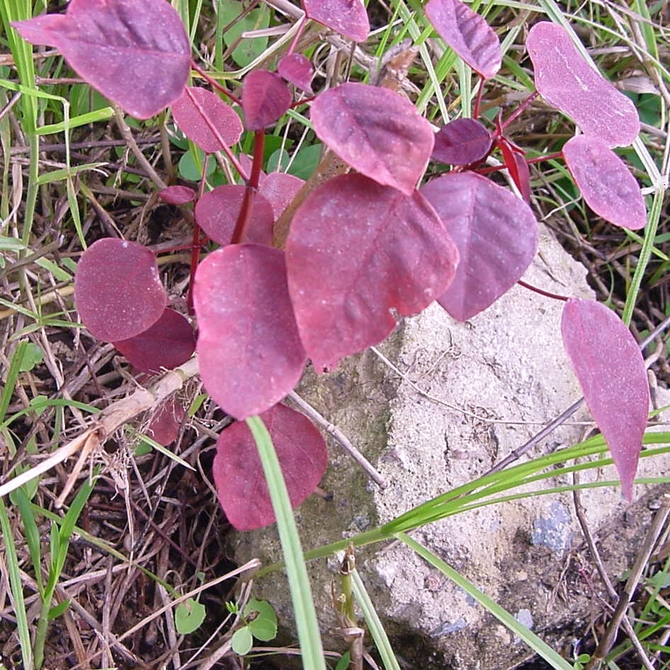 Família Euphorbiaceae Euphorbia 