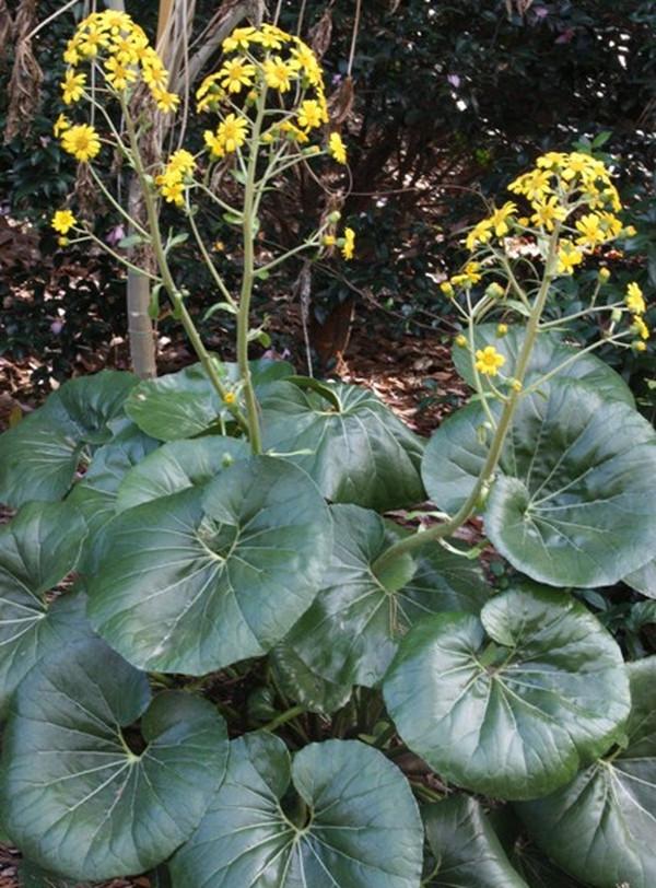 Farfugium-japonicum-Giganteum