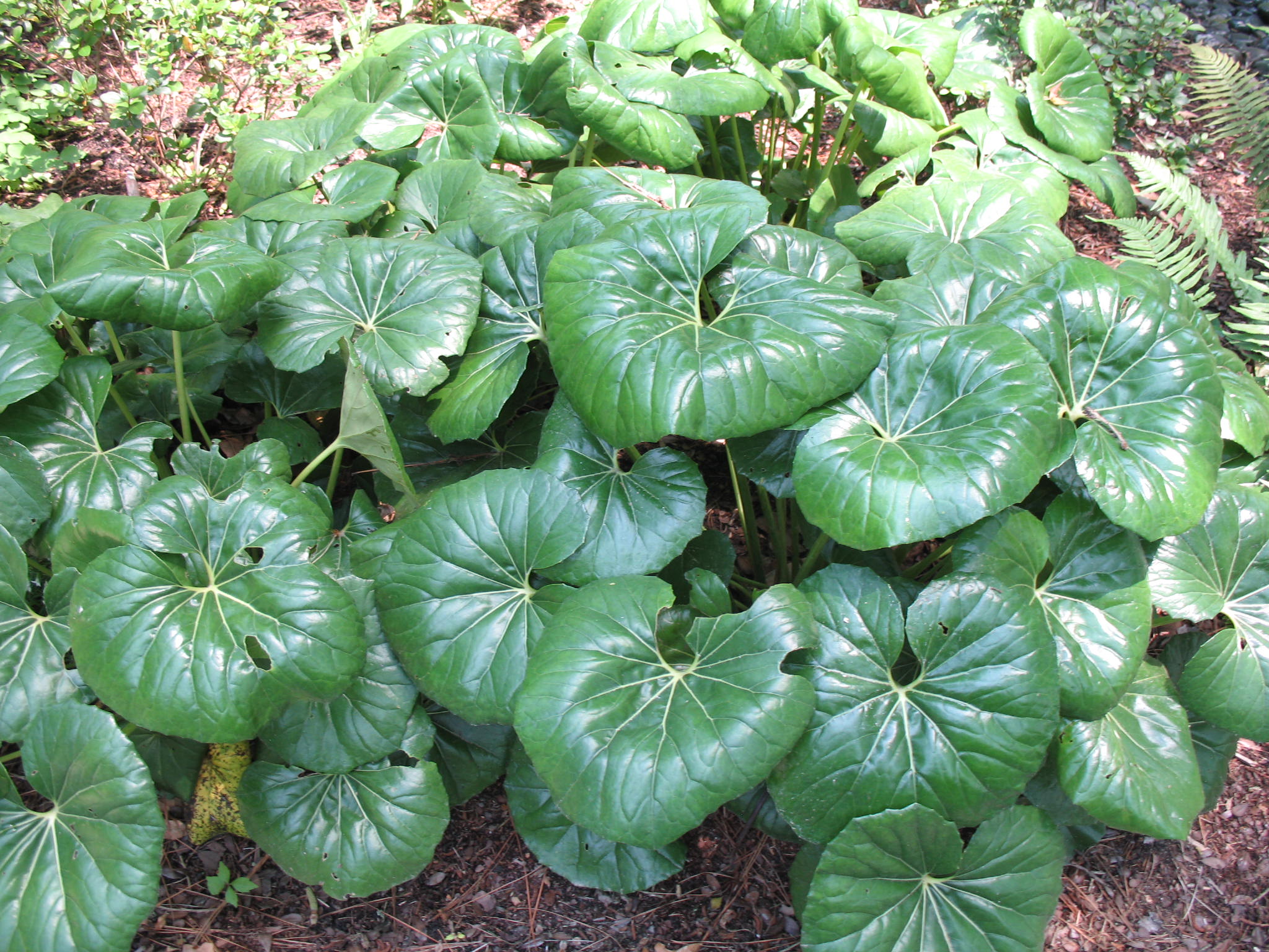 Farfugium japonicum gigantea