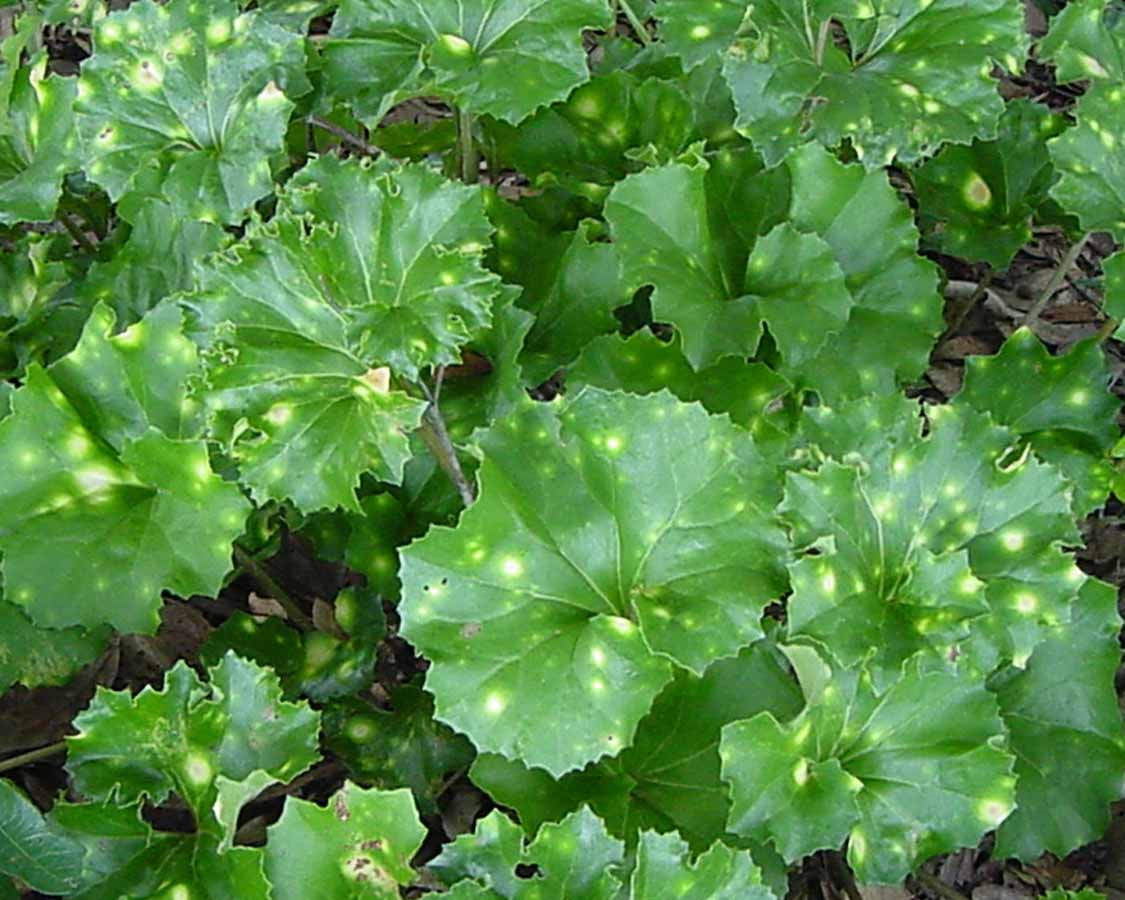 Farfugium japonicum Crispatum