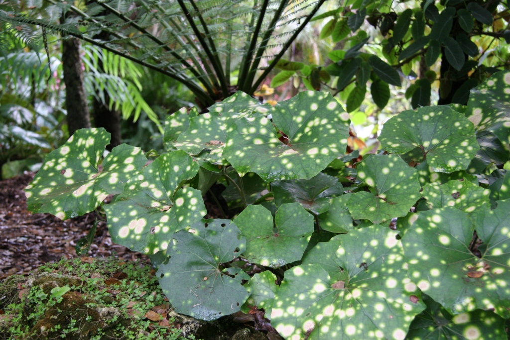 Farfugium_japonicum_Aureo-maculata