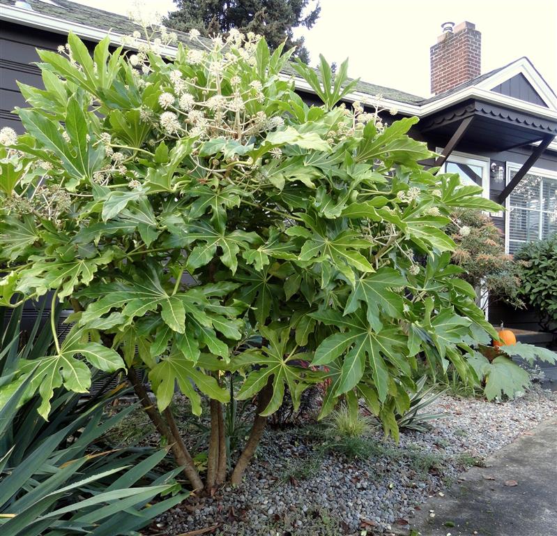 Fatsia japonica 106