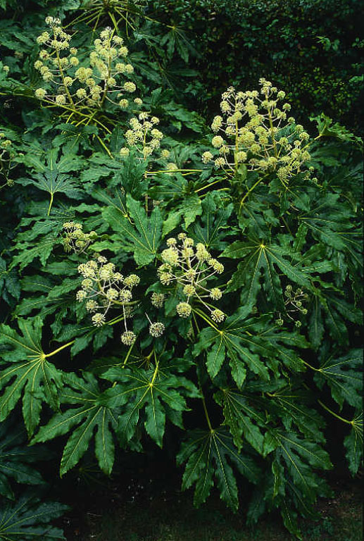 Fatsia japonica