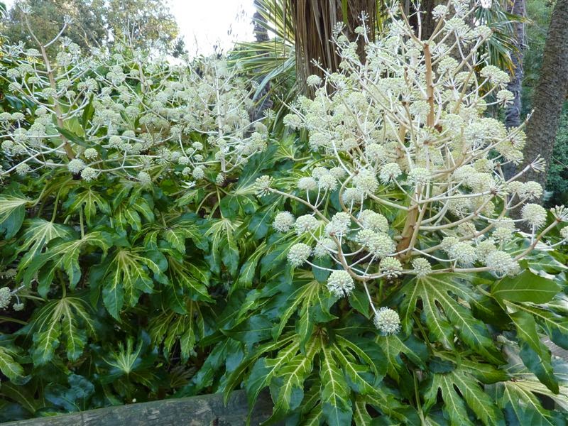 Fatsia_japonica flores1