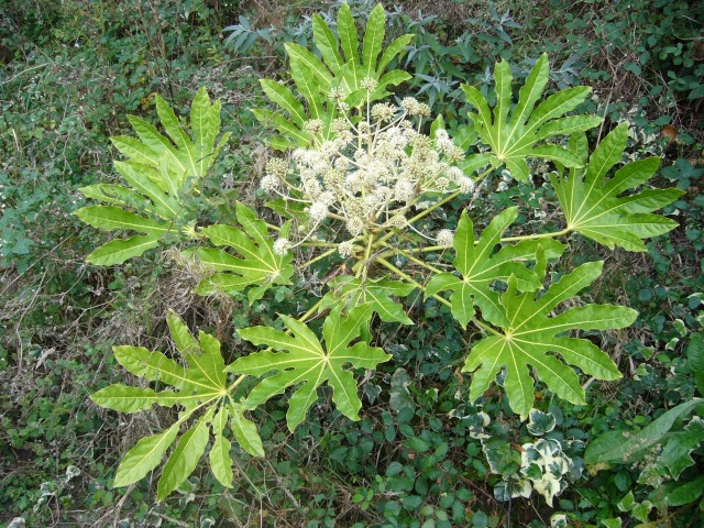 Fatsia_japonica.003