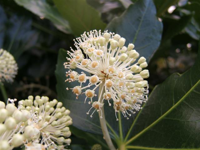 Fatsia_japonica1_floração