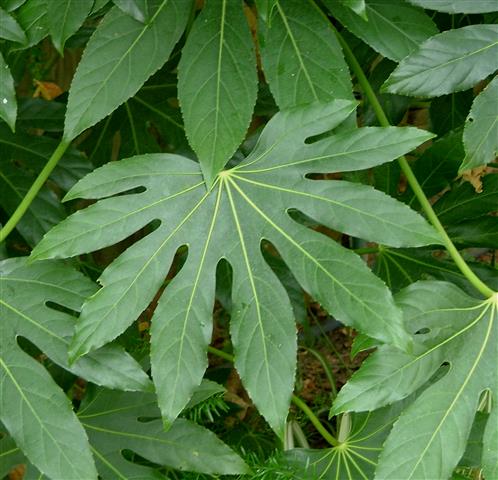 Fatsia_japonica_01