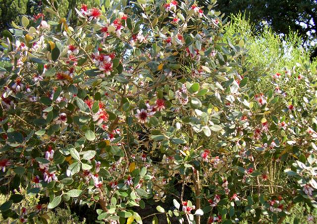 Feijoa-sellowiana (arbusto)