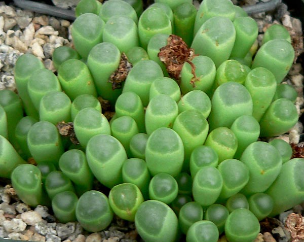 Fenestraria aurantica