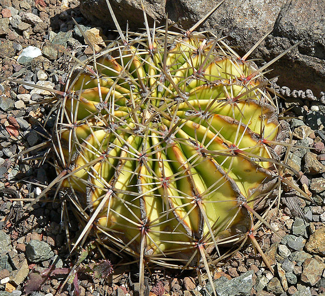 Ferocactus echidne var. victoriensis_1