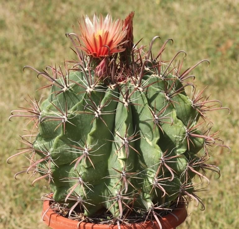 Ferocactus wislizeni