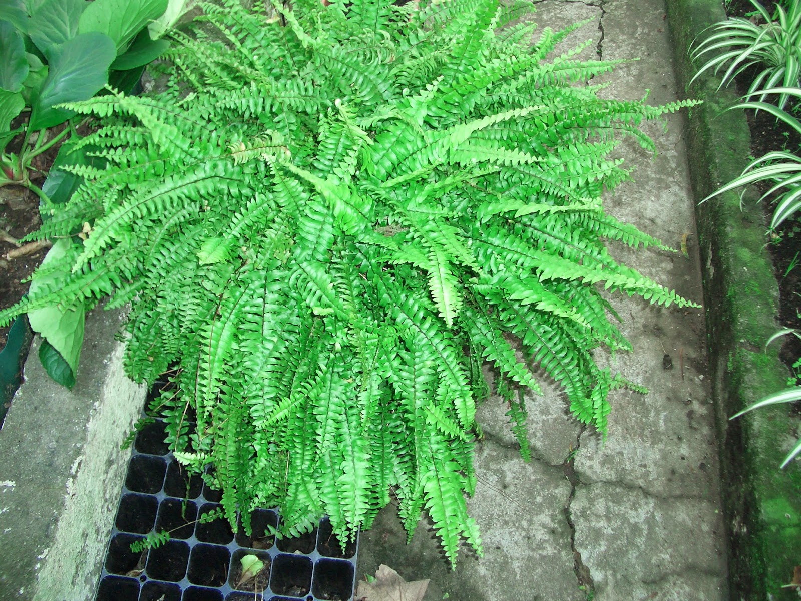 Feto-de-boston (Nephrolepis exaltada)