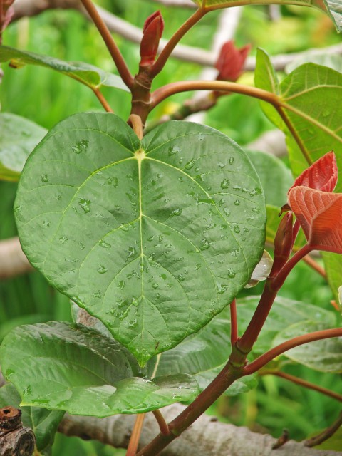 Ficus auriculata