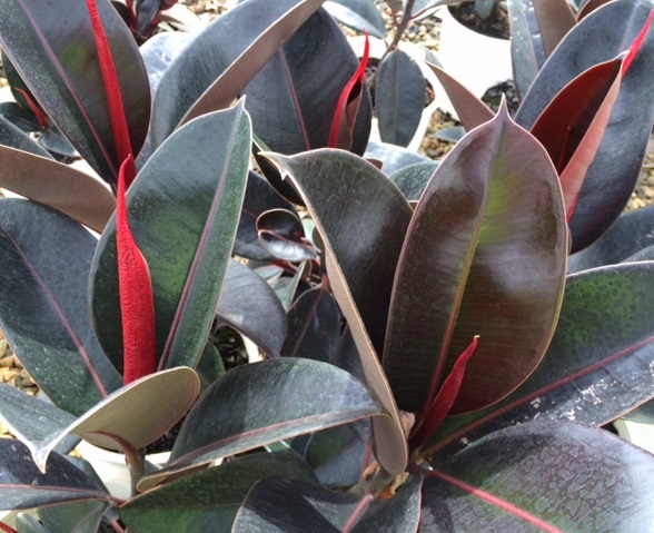 Ficus Elastica Burgundy