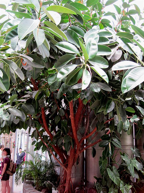 Ficus Elastica 