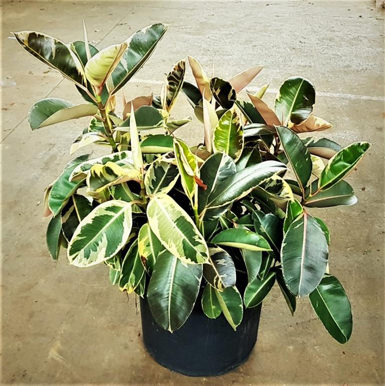 Ficus Elastica Variegata 