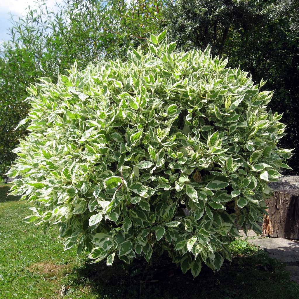 Ficus -Ficus benjamina