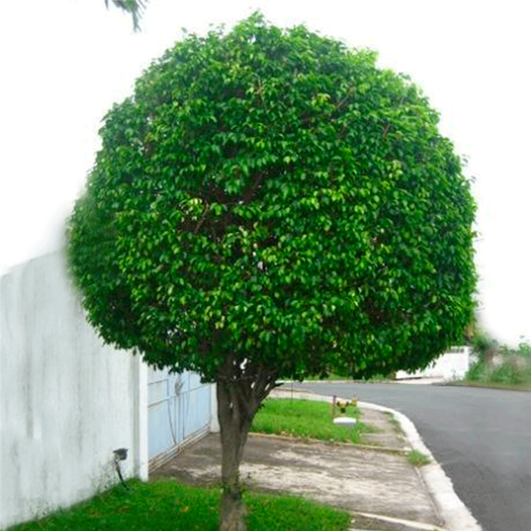 Ficus benjamina 