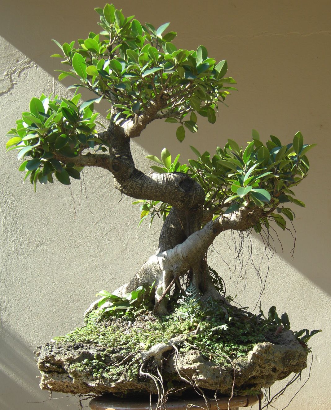 Ficus bonsai