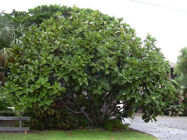 Ficus-lyrata1
