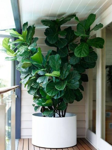 Ficus lyrata