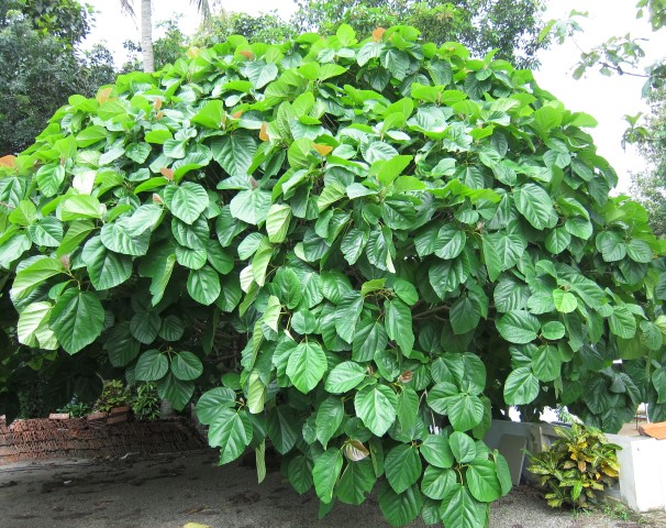 Ficus_auriculata