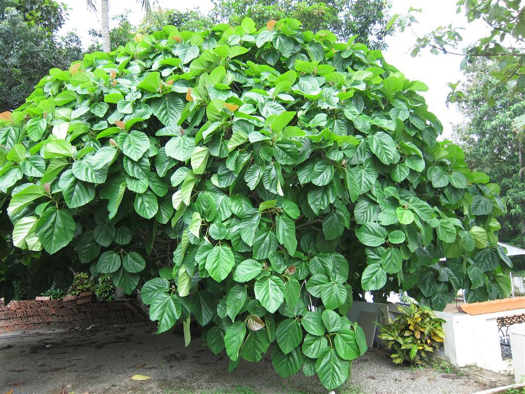 Ficus_auriculata