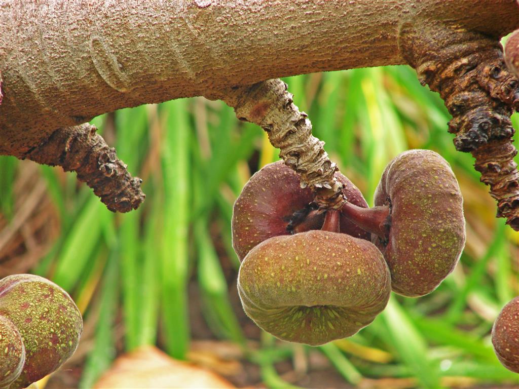 Ficus_auriculata fruto04