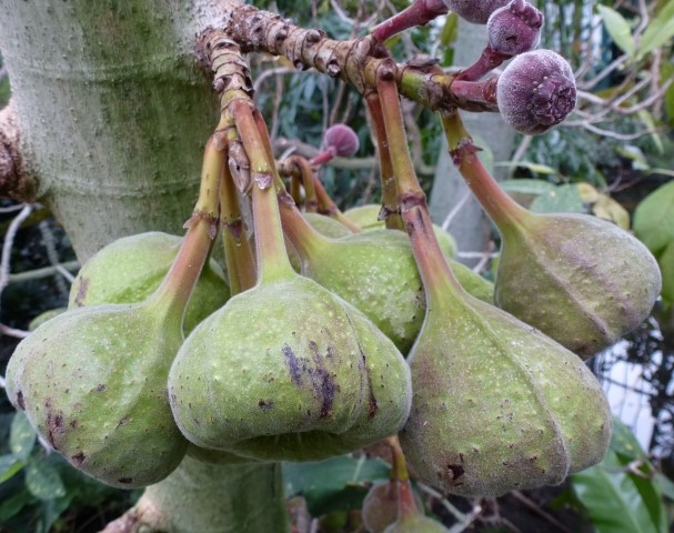 Ficus_auriculata-frutos