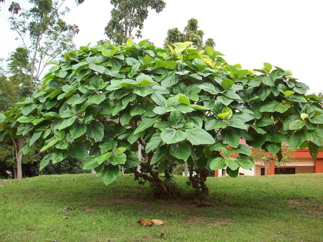 Figueira-de-jardim Ficus Auriculata