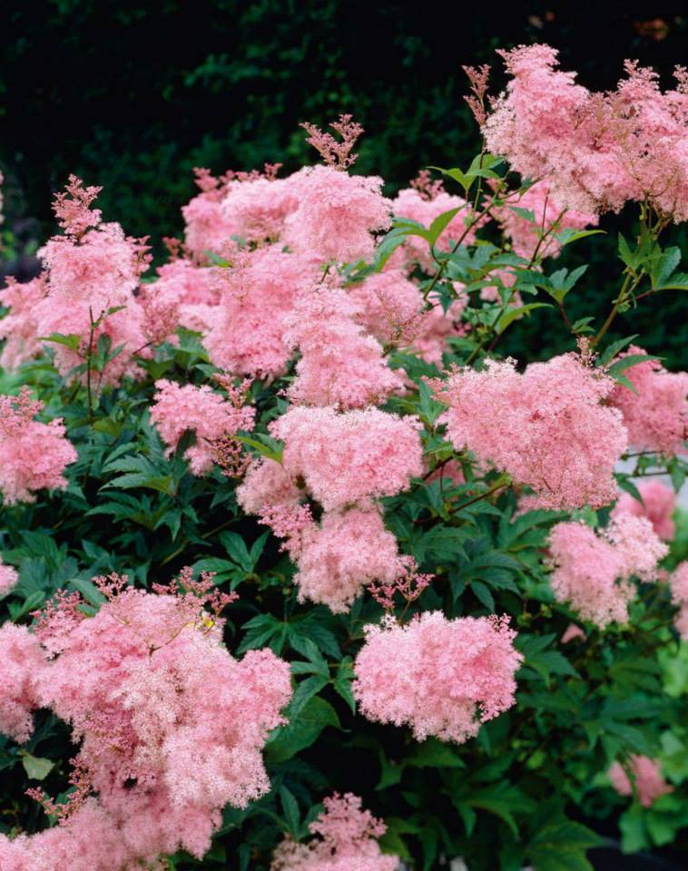 Filipendula rubra venusta