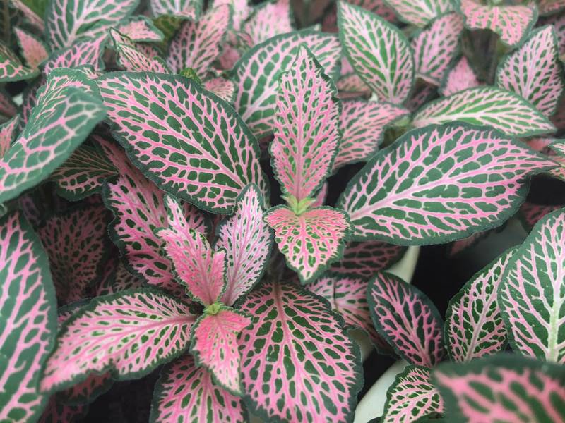 Fittonia albivenis