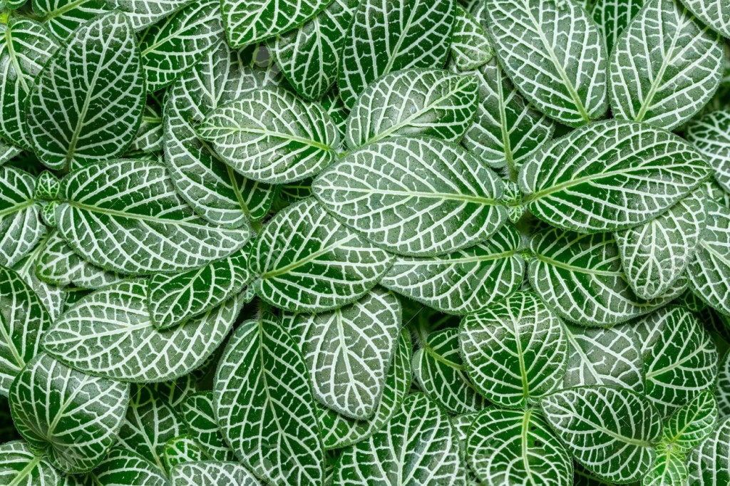 Fittonia albivenis